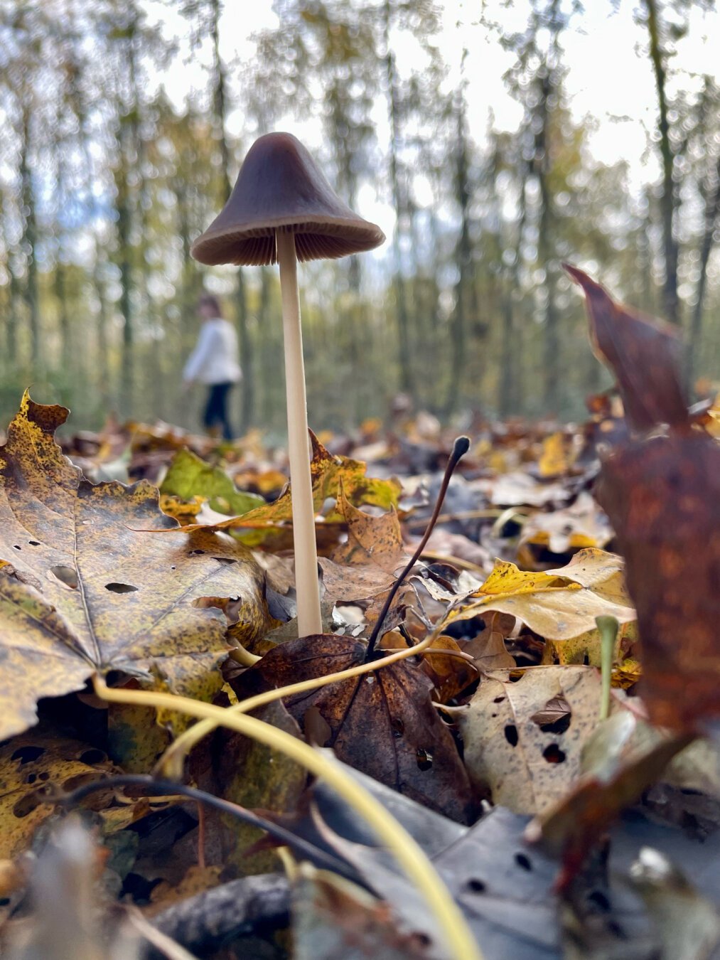 A tiny mushroom raising from the leaves. In the background we can see trees and my daughter walking. The distance makes her walking under the mushroom umbrella