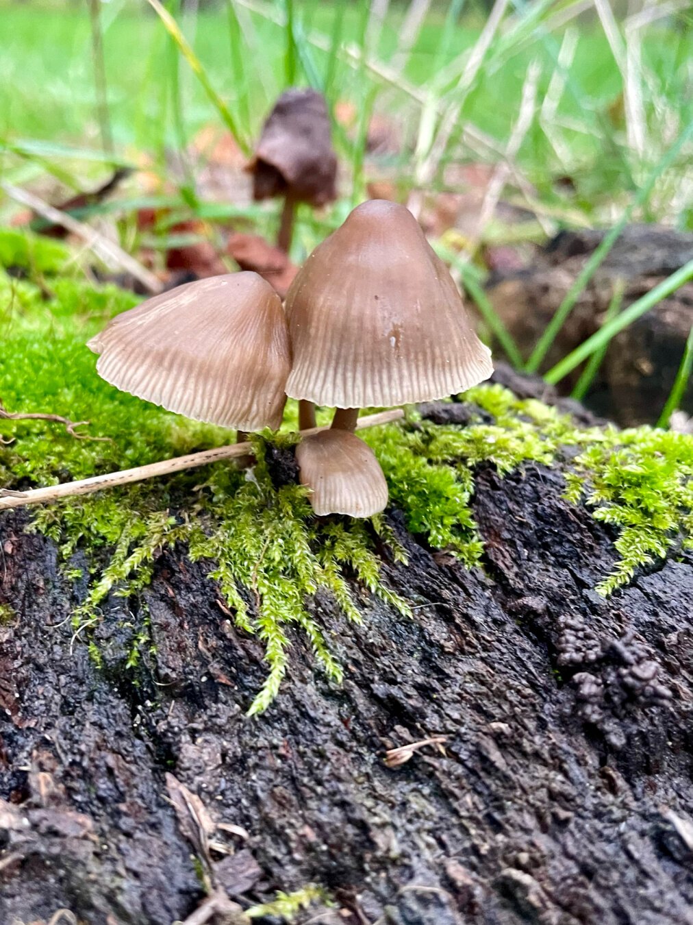 Two big mushrooms and a third little one on a bed of green moose. The soil is full of water, it has been raining a lot in Paris these days.