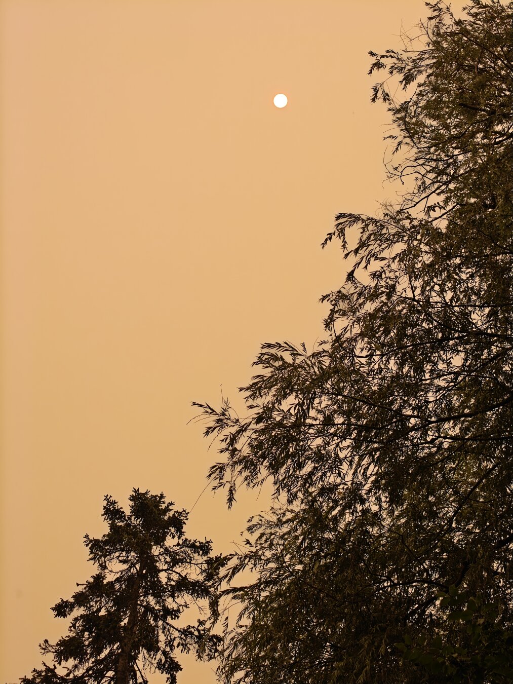 A dim disc of the sun shines faintly through the orange gradient haze of wildfire smoke. The photo is taken looking up, as willow and pine trees create a sillouette across the botton and right edges of the frame.