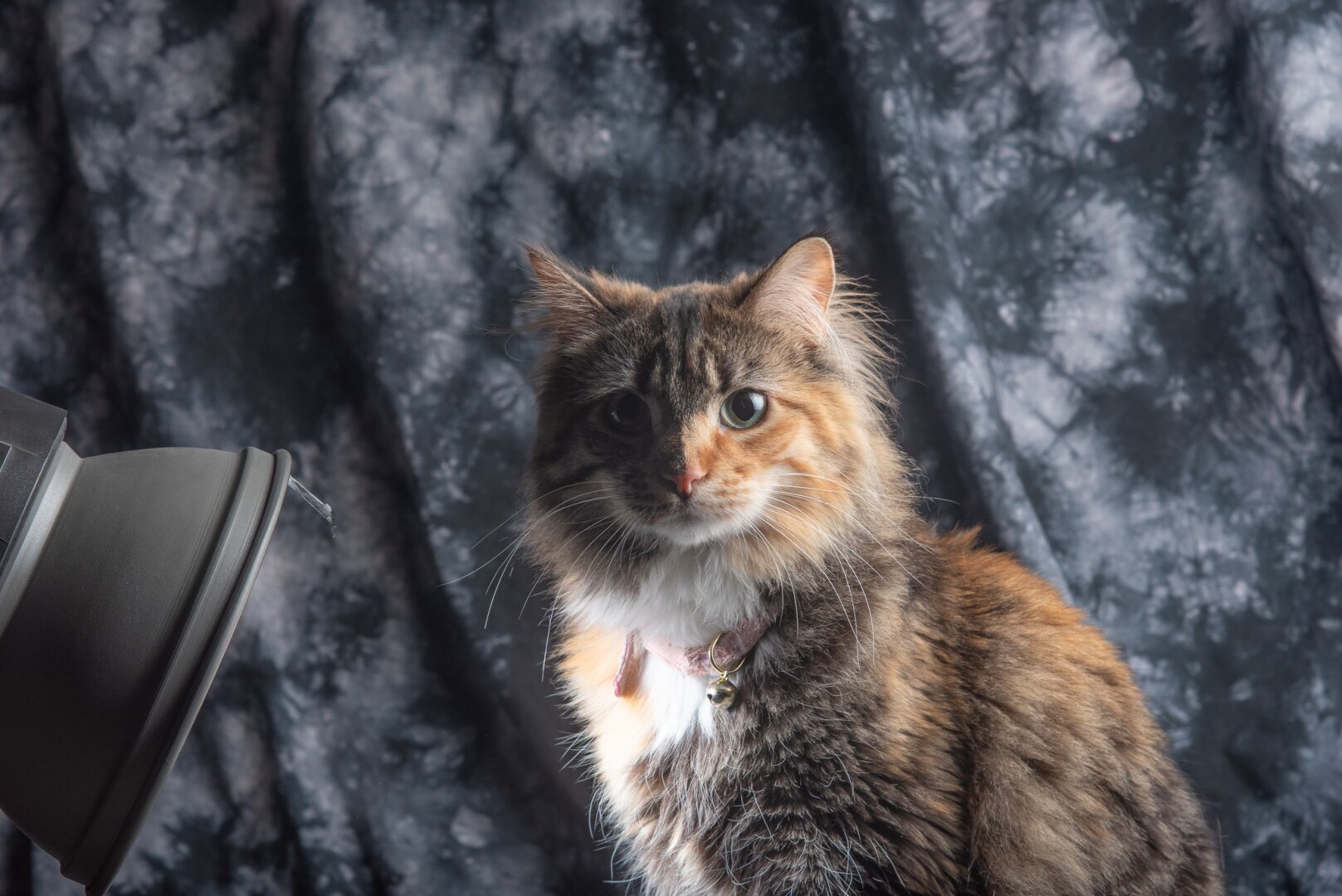 Calico cat sitting against a black and grey mottled background, with a photo flash visible to her left.