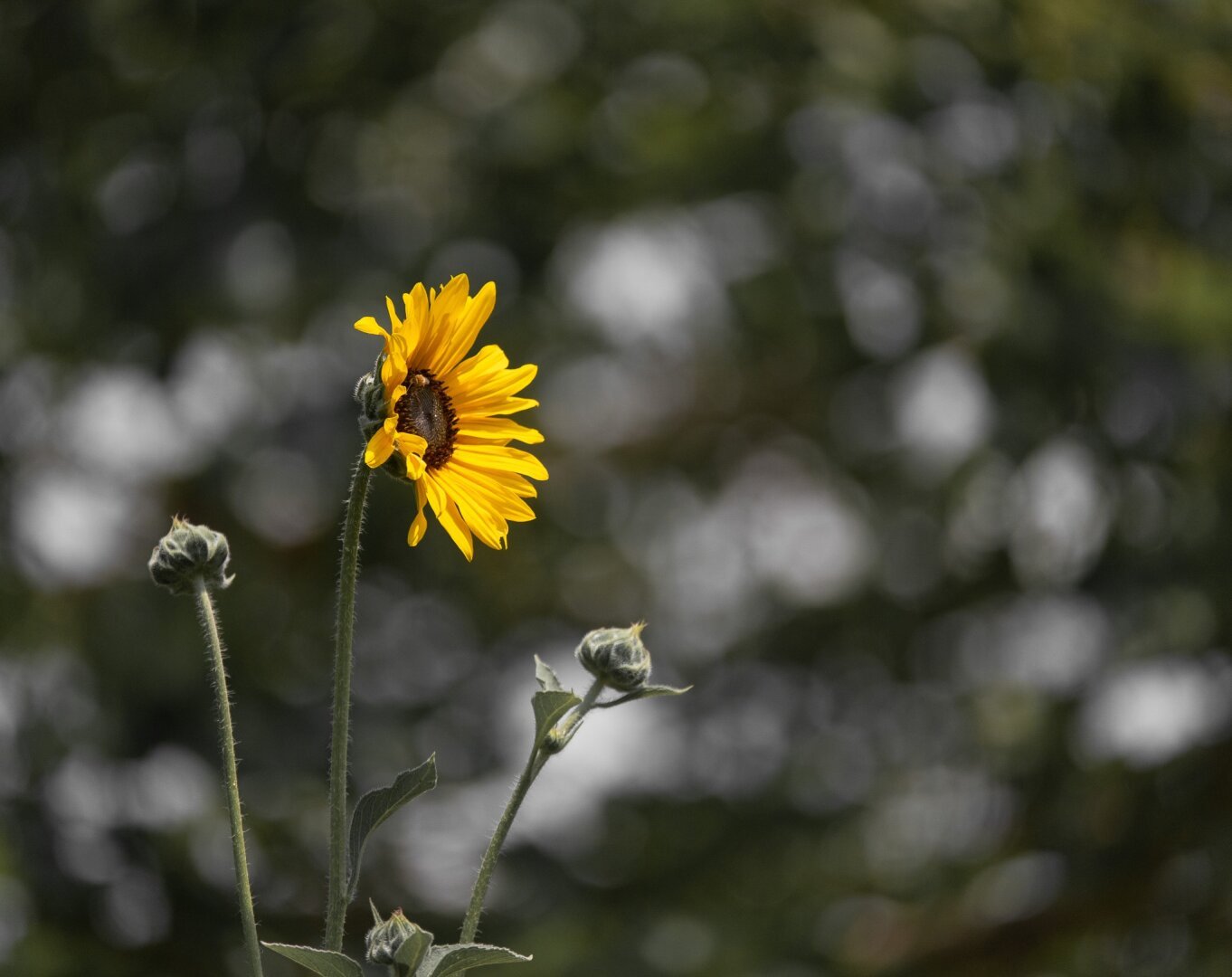 Solitary sunflower against a mottled background with 3 smaller, unopened buds also in the shot.