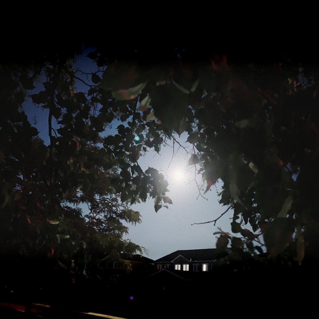 Full moon through the trees of the suburbs.