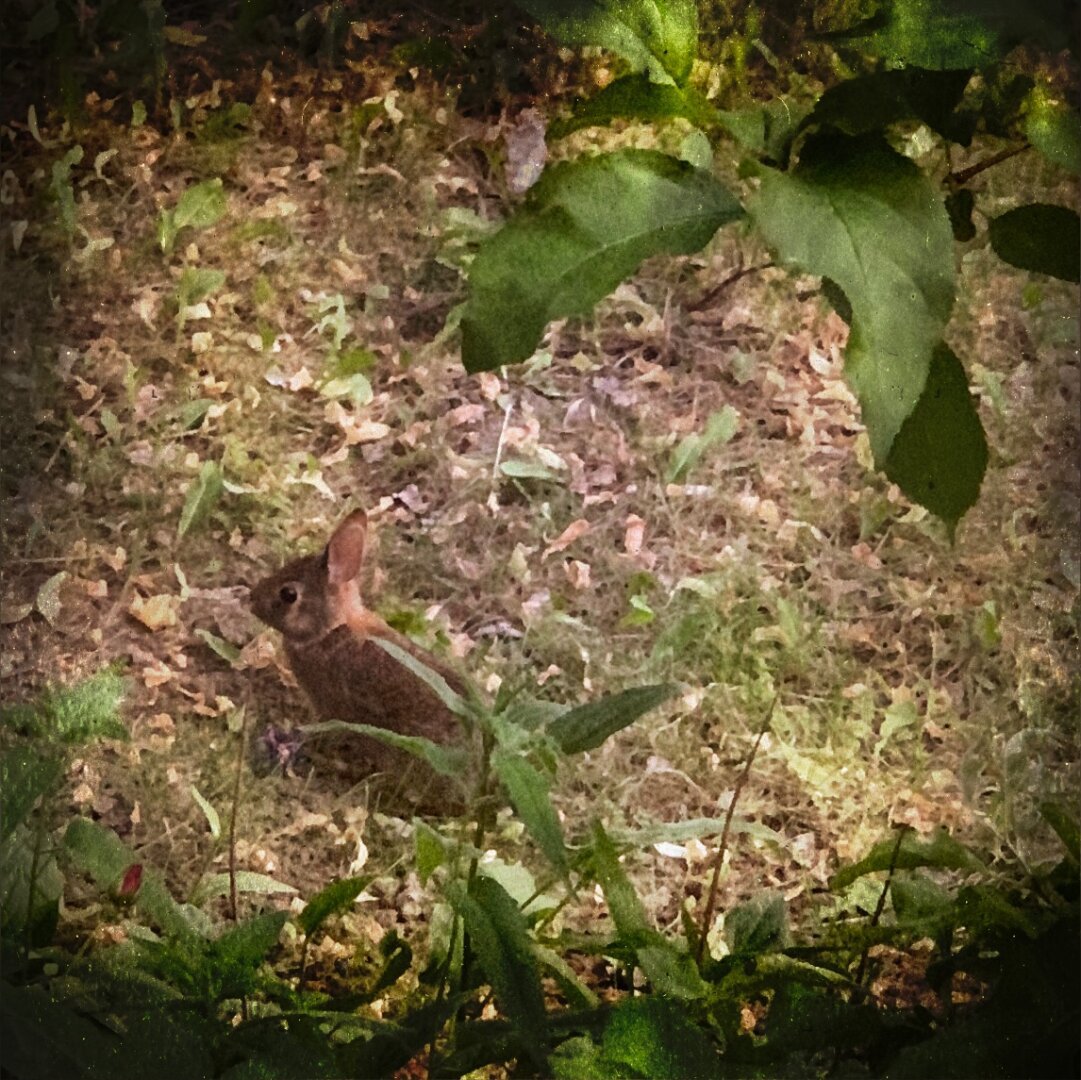 A little rabbit 🐇 is a suburban yard.