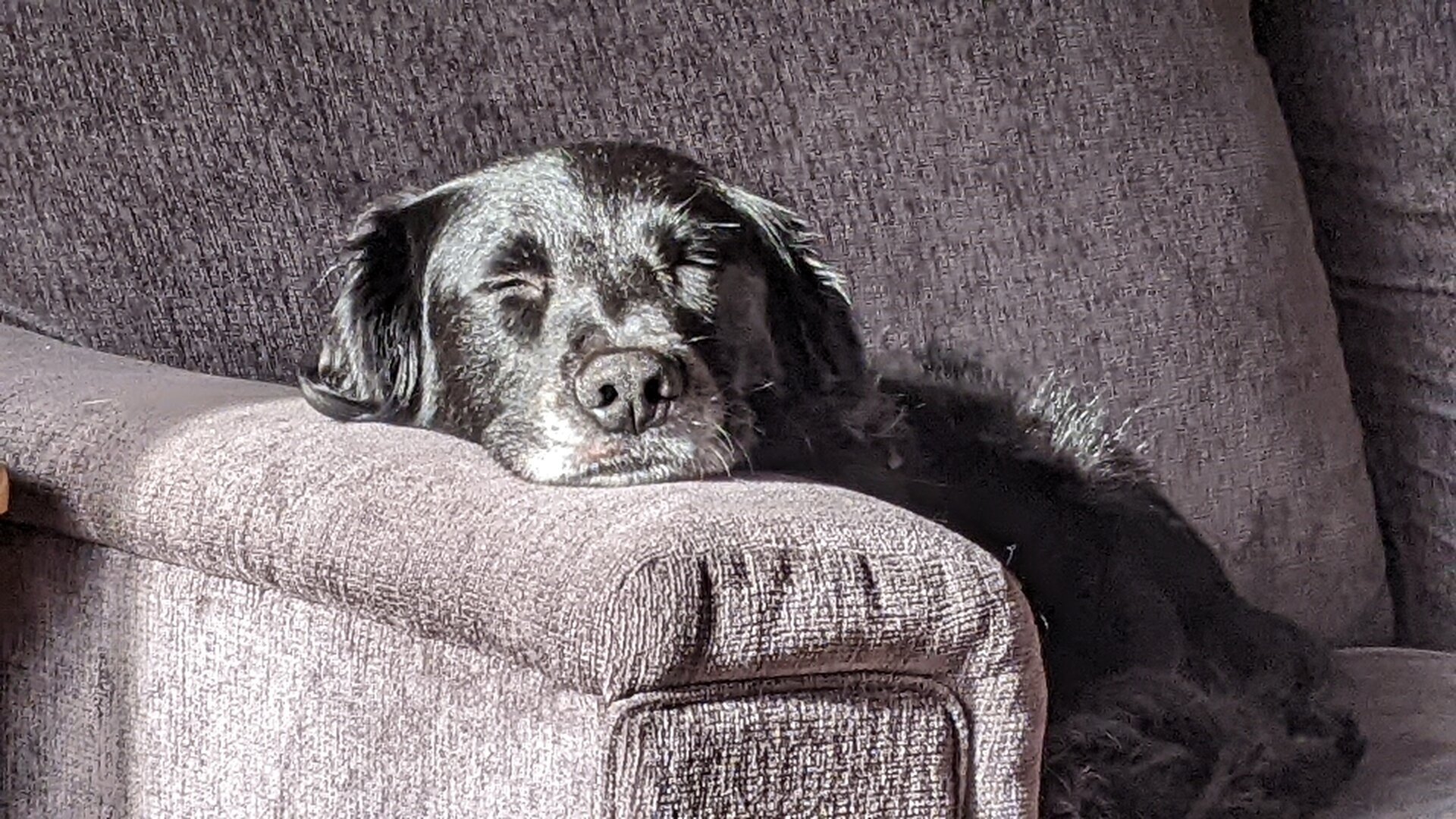 A black dog sleeping on a couch in the sun.