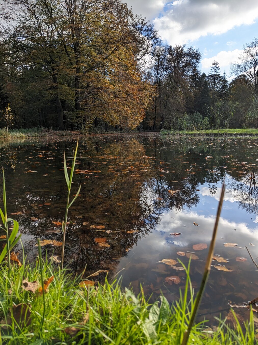 Forest pond reflecting oak tree. Autumn in full force.