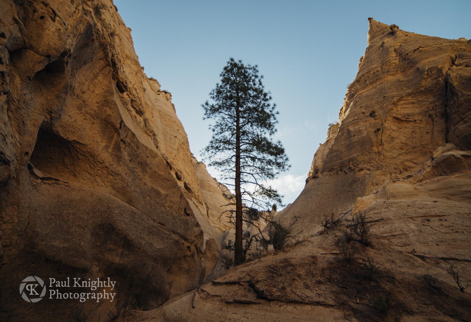 A lonely pine tree stands tall between sandstone cliffs and hoodoos. The rock surfaces reflect shades of orange and tan and the sky is a pale blue, the tree nearly in silhouette.