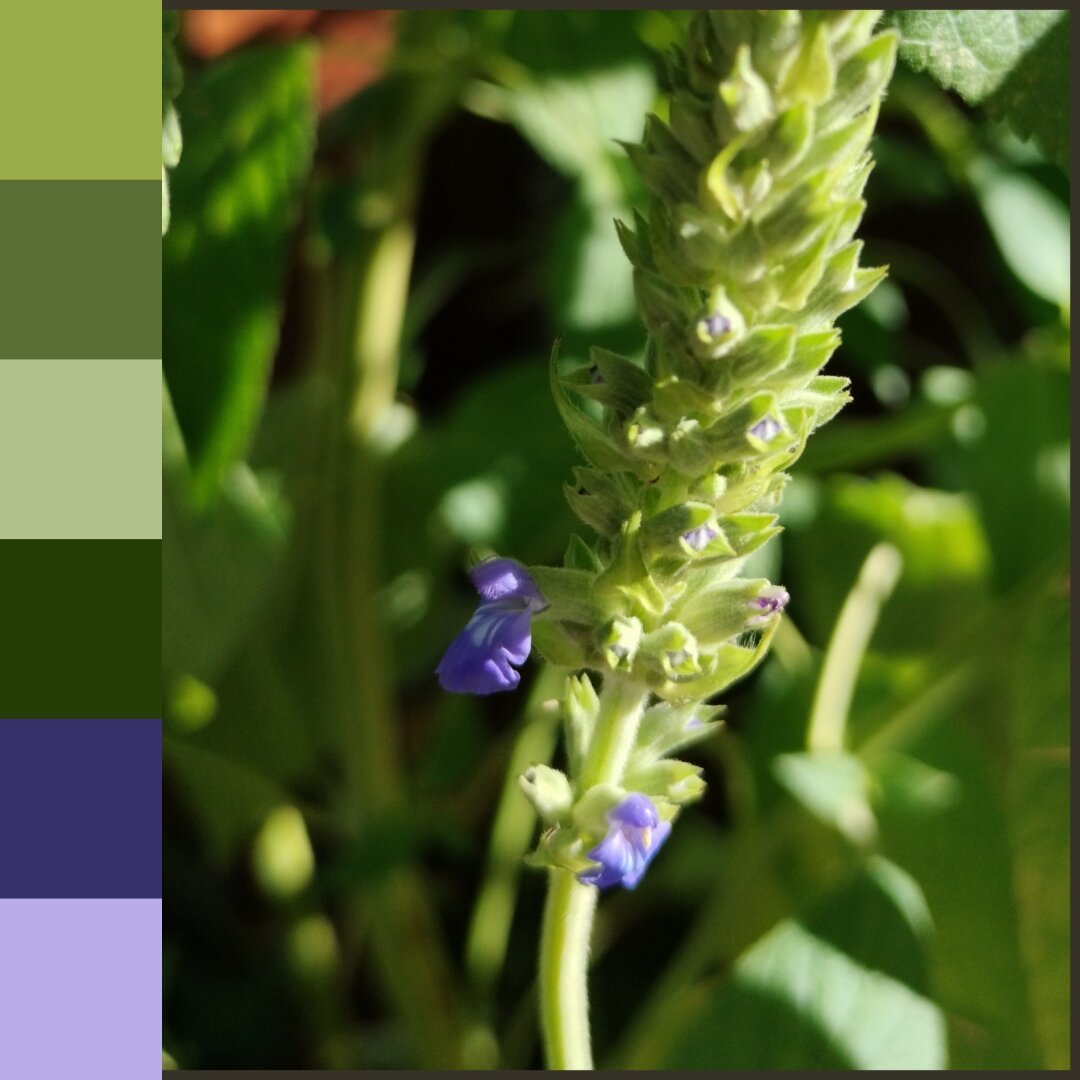 Closeup image of a chia flower with six color swatches beside the image.