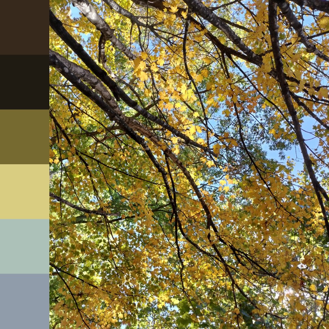 A view of autumn leaves from below with a glimpse of the blue sky above. Six color swatches from the image are on the left side.
