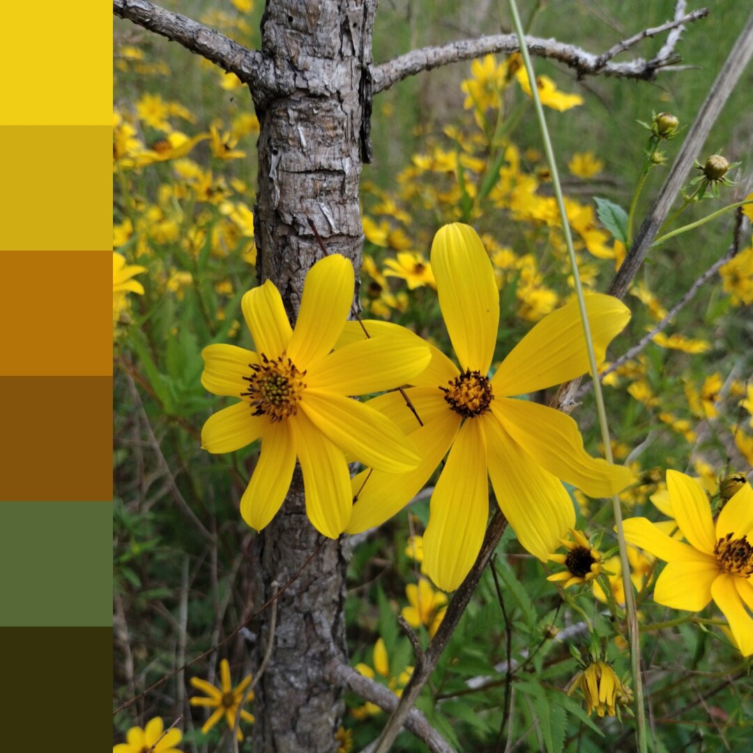 Yellow flowers alongside a sample color selection