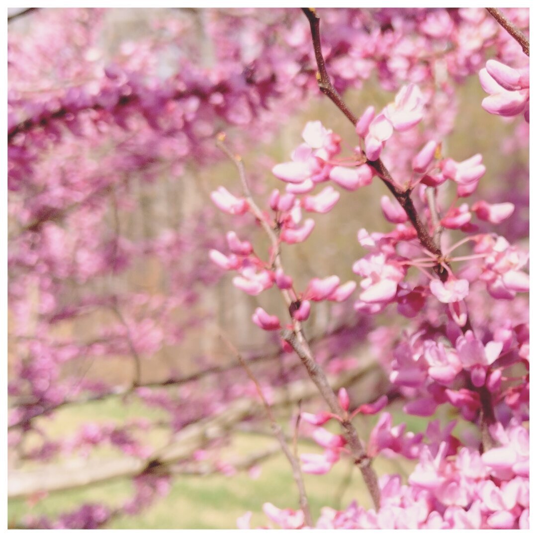 Tree branches overflowing with pink blossoms