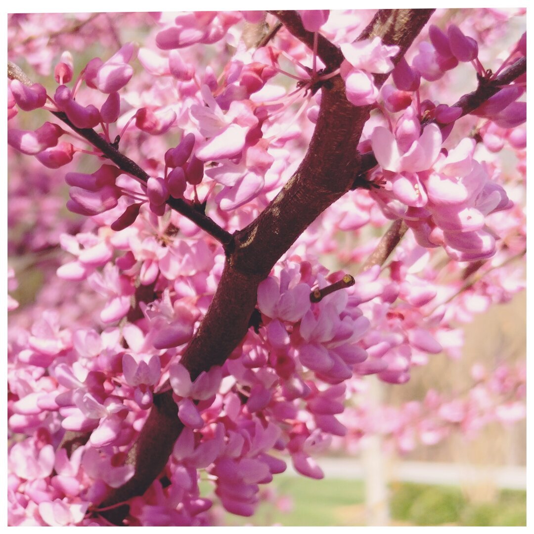 A tree branch with vibrant pink blossoms.
