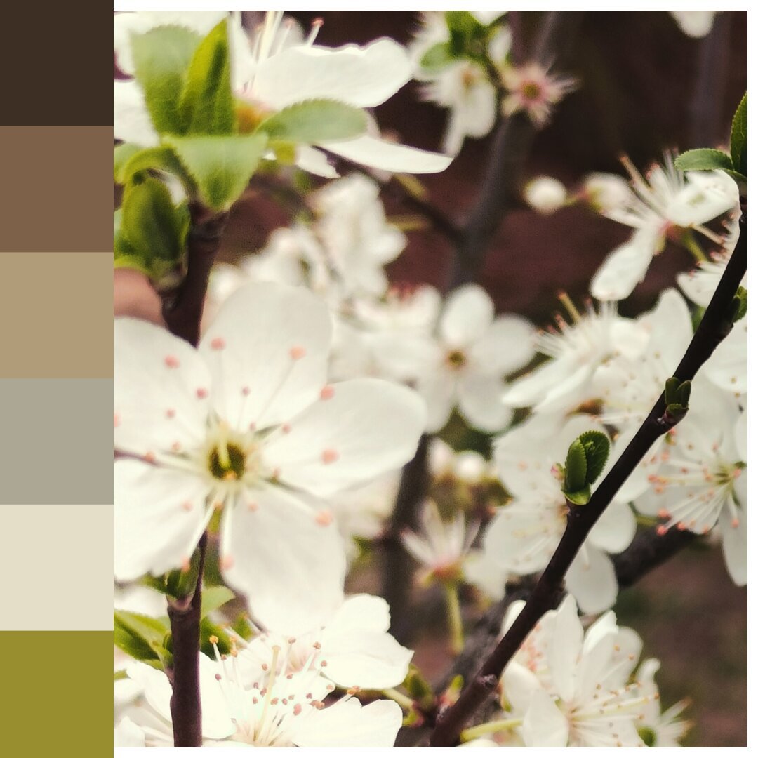 A sidebar with color swatches alongside a closeup of white blossoms.