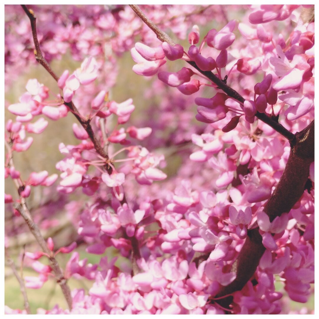 A tree branch with abundant pink blossoms.