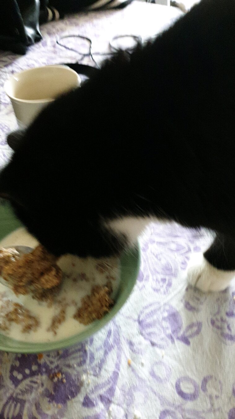 cat licking the milk from the cereal bowl