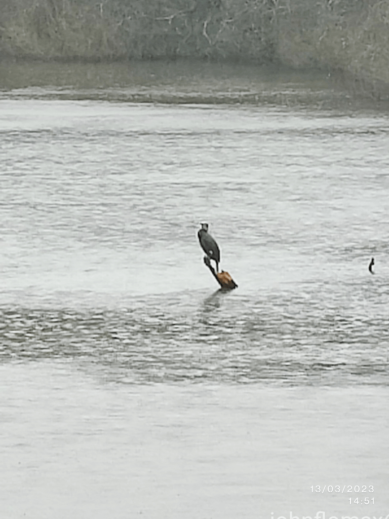 A cormorant on a tree stump in the middle of a large pond, in the pouring rain.