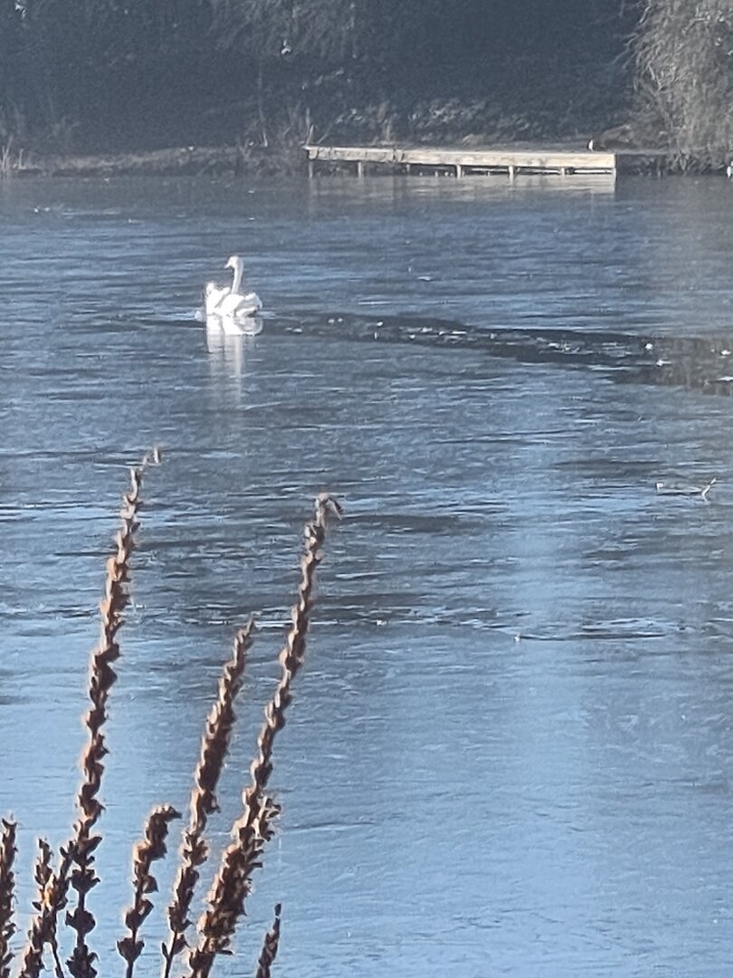 Two swans creating a channel through thin Ice on a nature reserve pond.