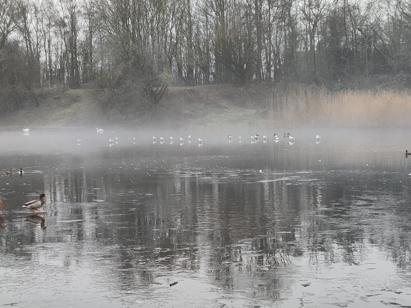 mist rising over a thawing pond in a local nature reserve, ducks and swans can be seen in the mist, bare trees on top of a slope above the pond, icy water partially reflects the trees below the mist