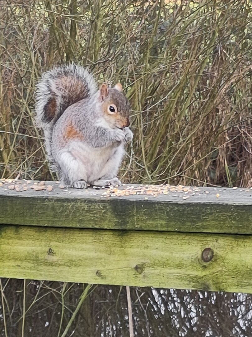 A squirrel sat on a fence, eating seeds that have been put out for the local wildlife. The squirrel is sat on its haunches with the front paws holding seeds to its mouth. Seeds are sprinkled along the top of the post.