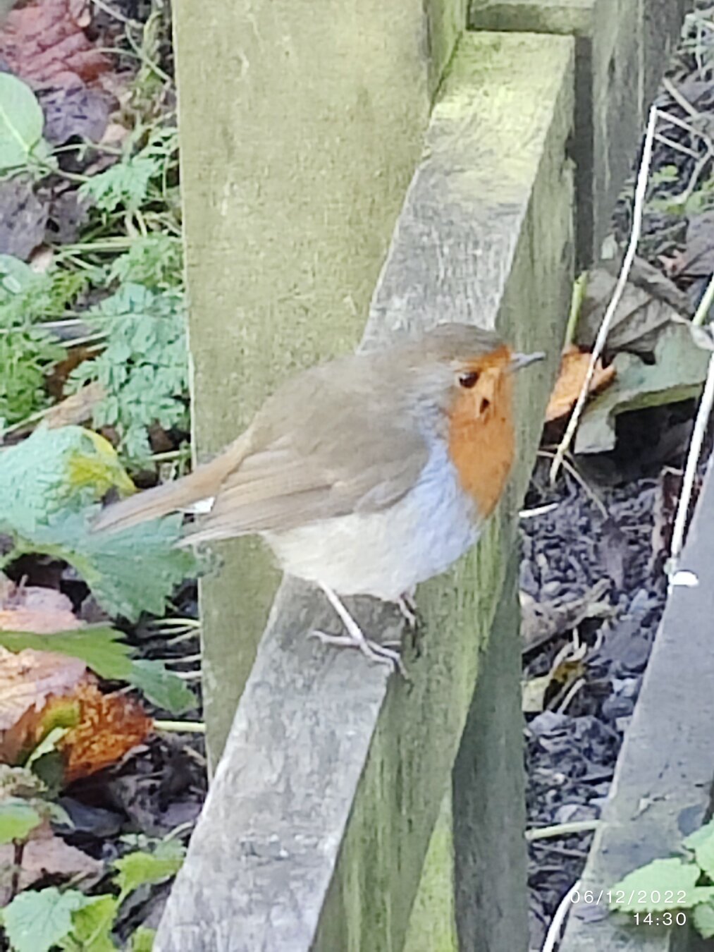 Robin on fence rail