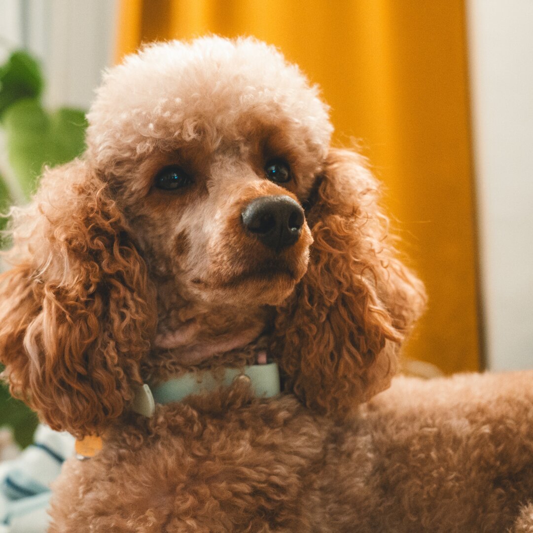 A portrait photography of a cream poodle