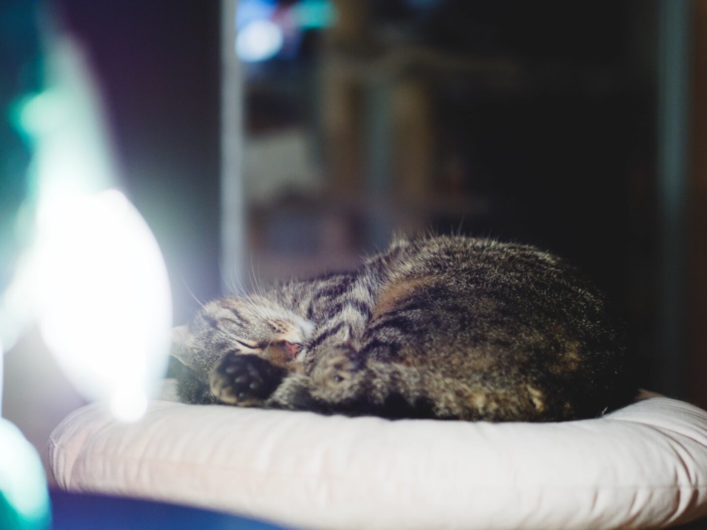 A sleeping tabby cat curled up on a soft cushion, with a softly lit background creating a cozy atmosphere.