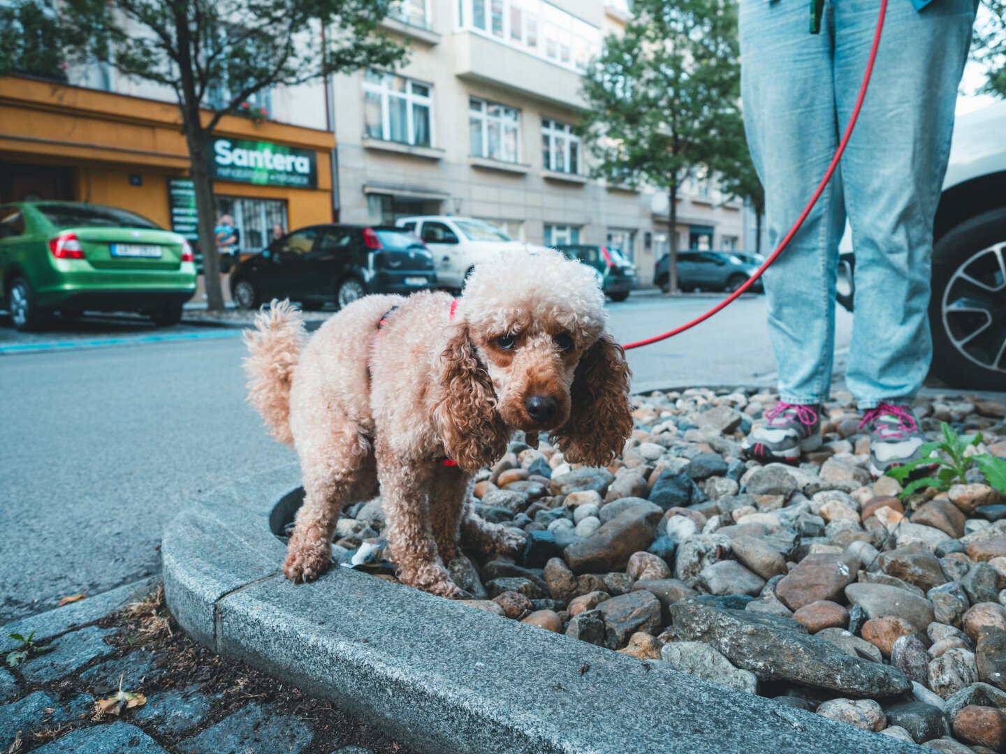 Pooping poodle