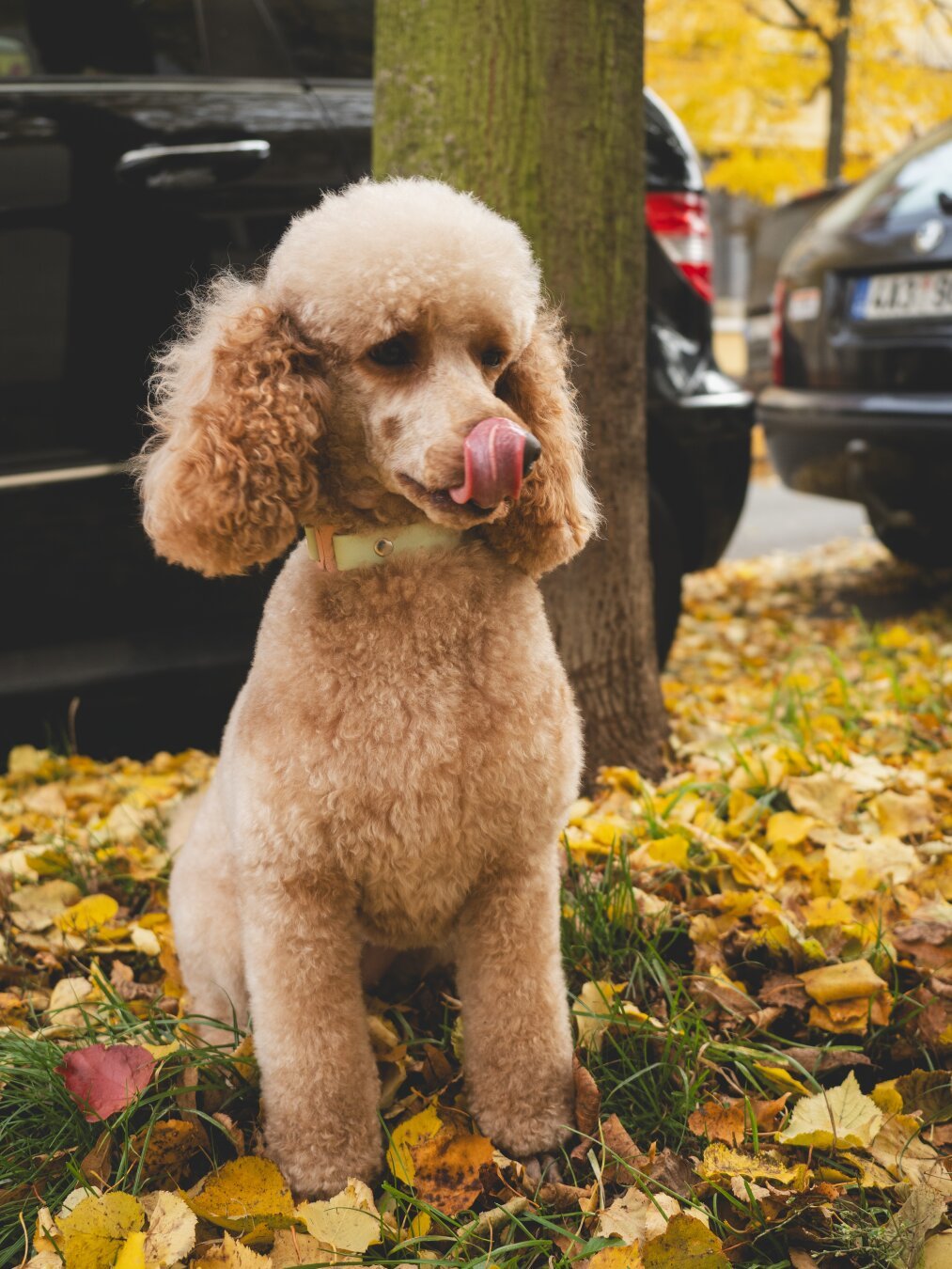 A photograph of a sitting poodle licking its snout