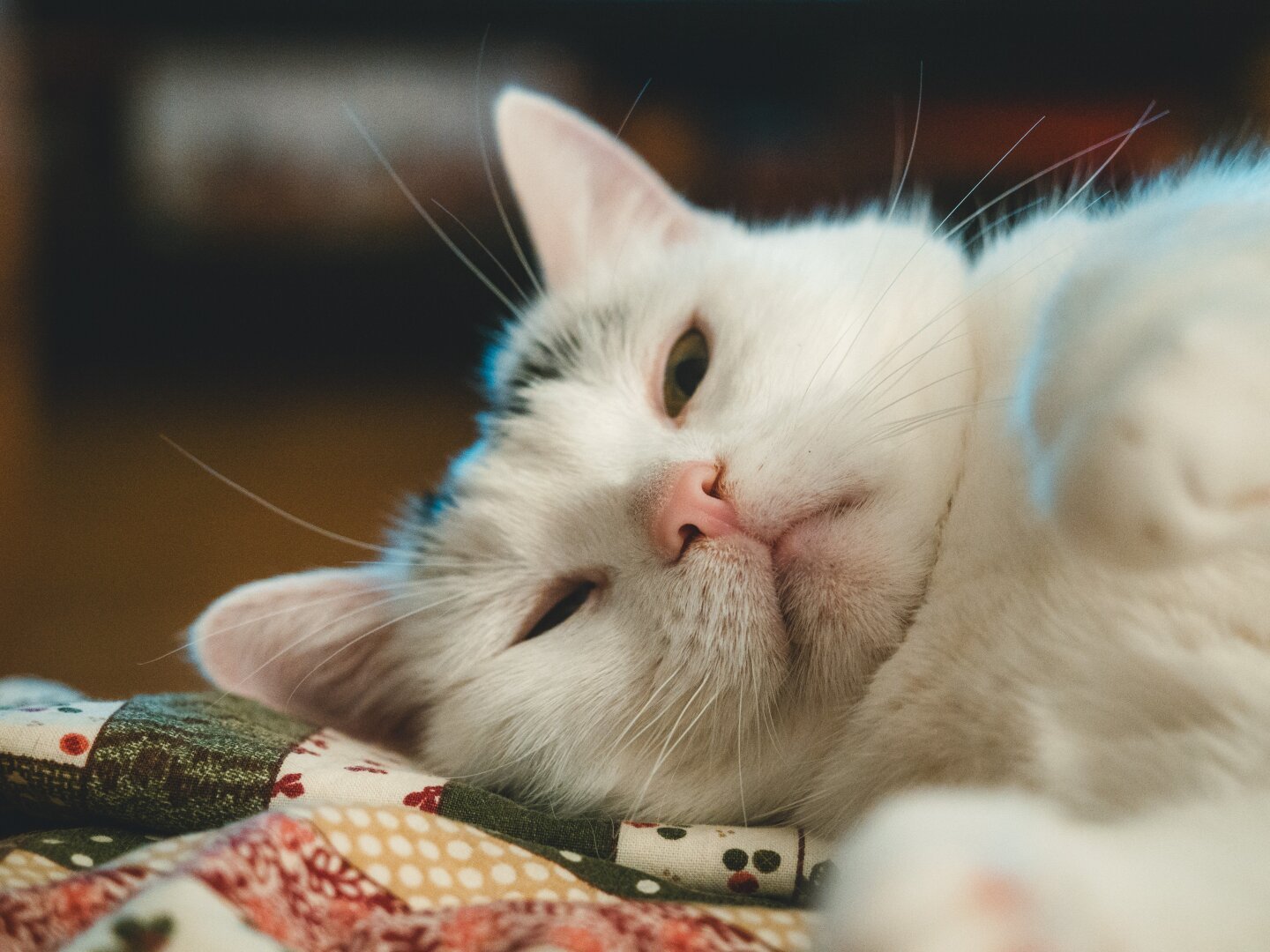 Photograph - portrait of very tired white cat, drifting off to sleep