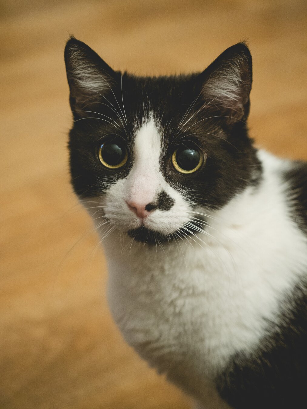 a portrait photograph of a tuxedo cat