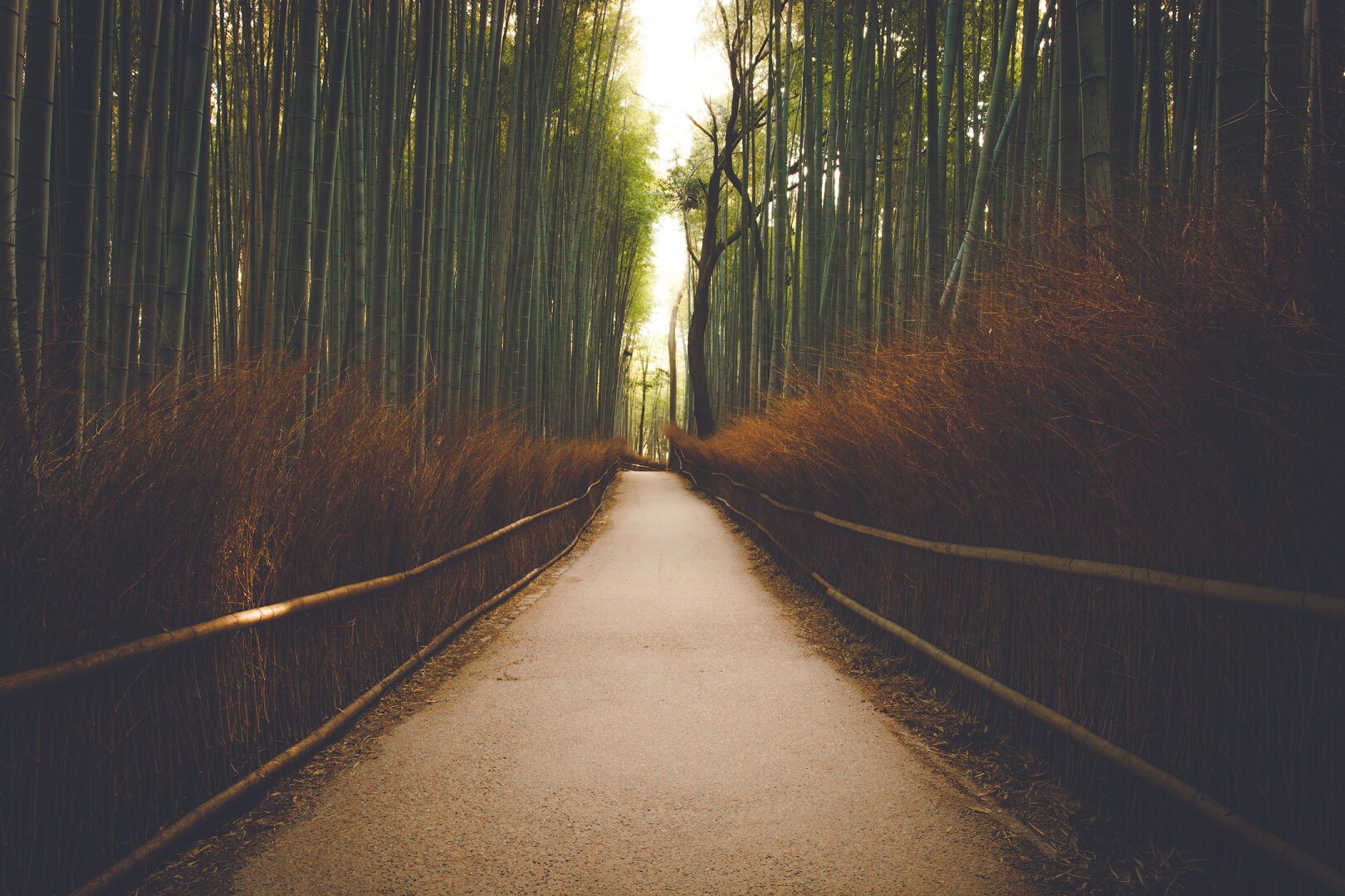 Bamboo forest in Arashiyama Japan