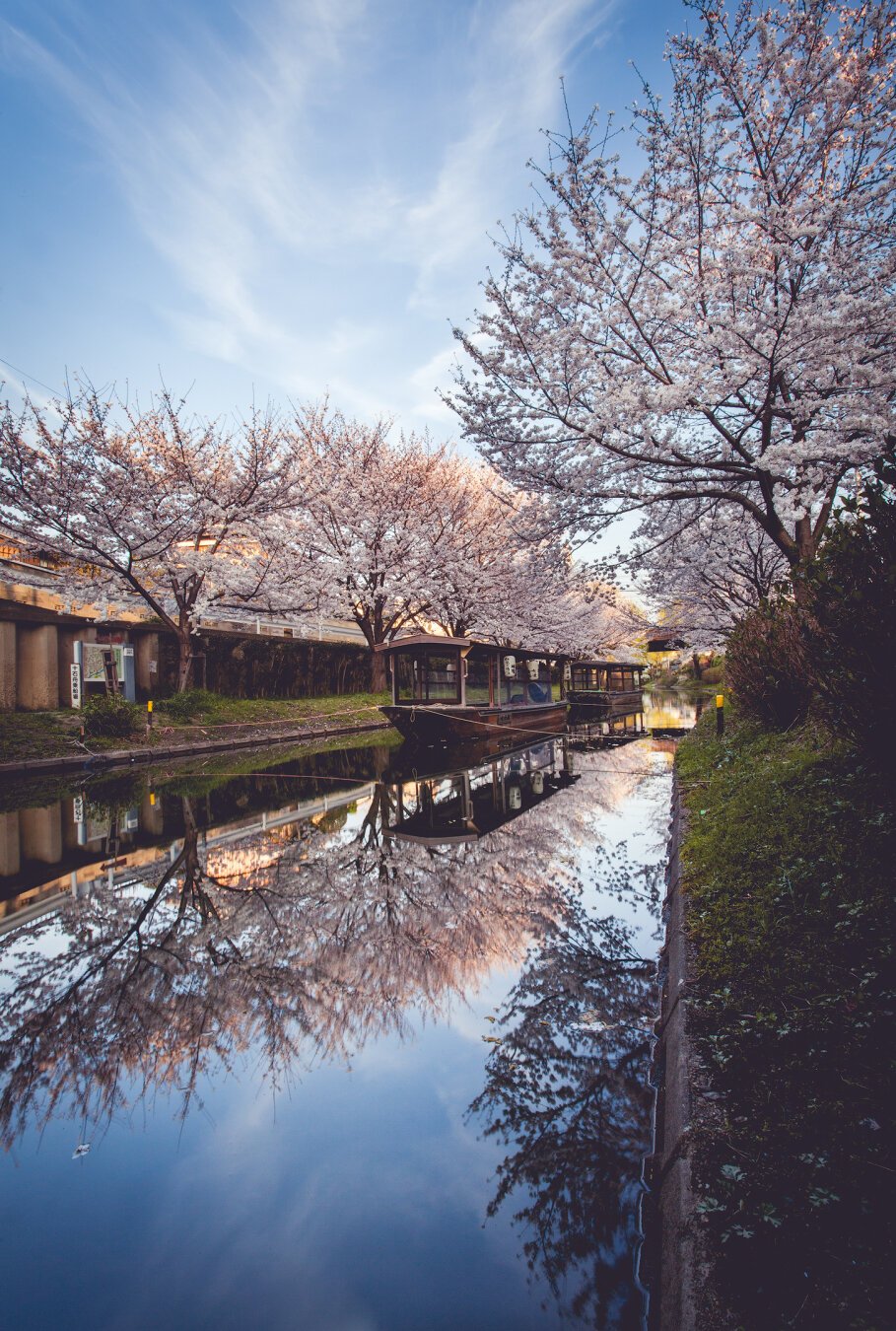 A boat on a mirroring river sourrounded with cherryblossom trees in Kyoto Japan.