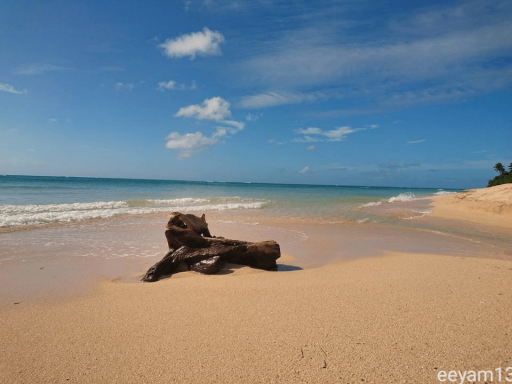 Driftwood on a golden sand beach