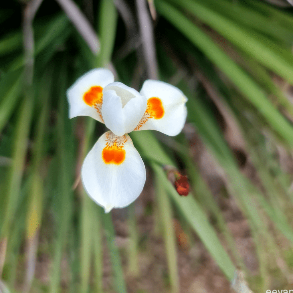 A white and orange iris