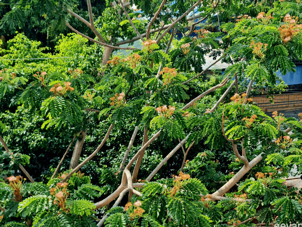 Pink flowers seen on branches of an acacia tree