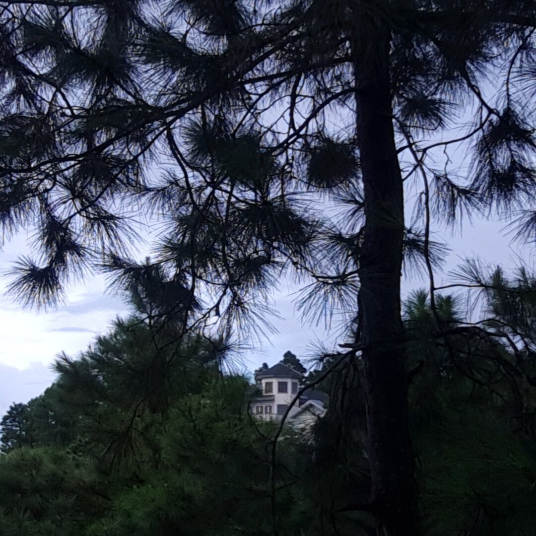 House obscured by pine trees