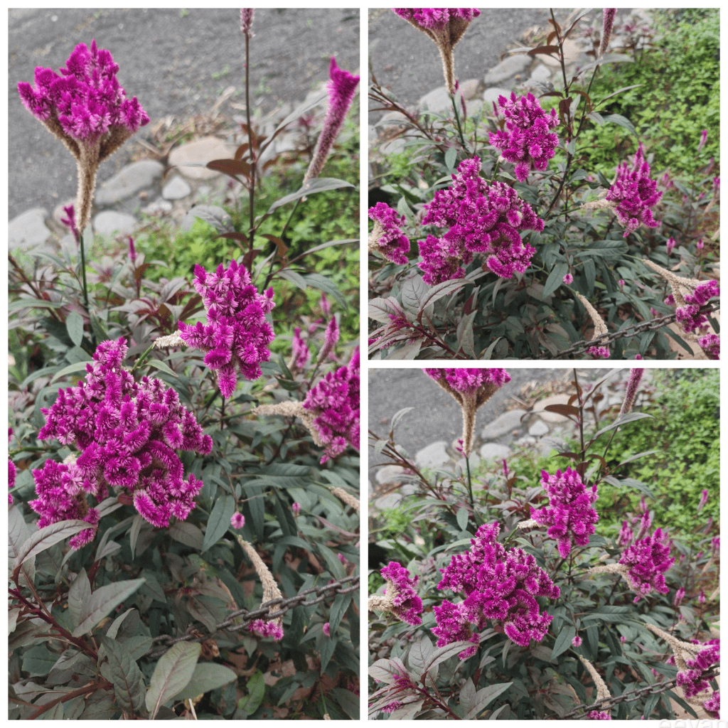 magenta flowers