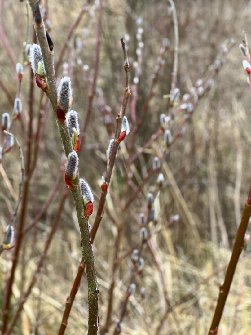 Buds blooming.