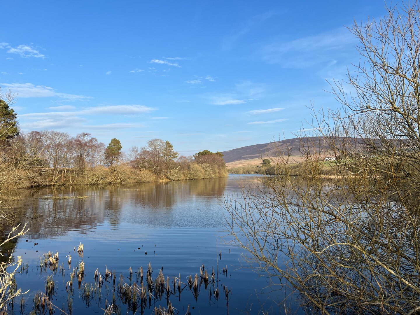 View over a loch with some trees on the shore, the Pentland hills in the background and some reeds starting to grow in the loch.