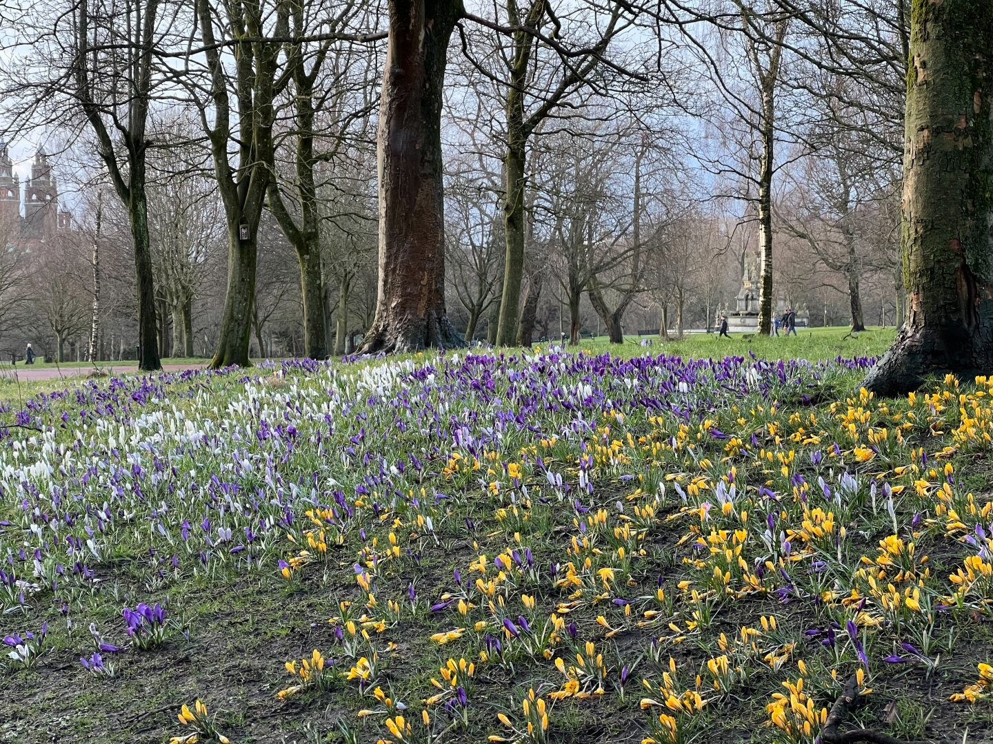 Yellow, white and purple flowers in the grass in between trees. People and a fountain in the far back.