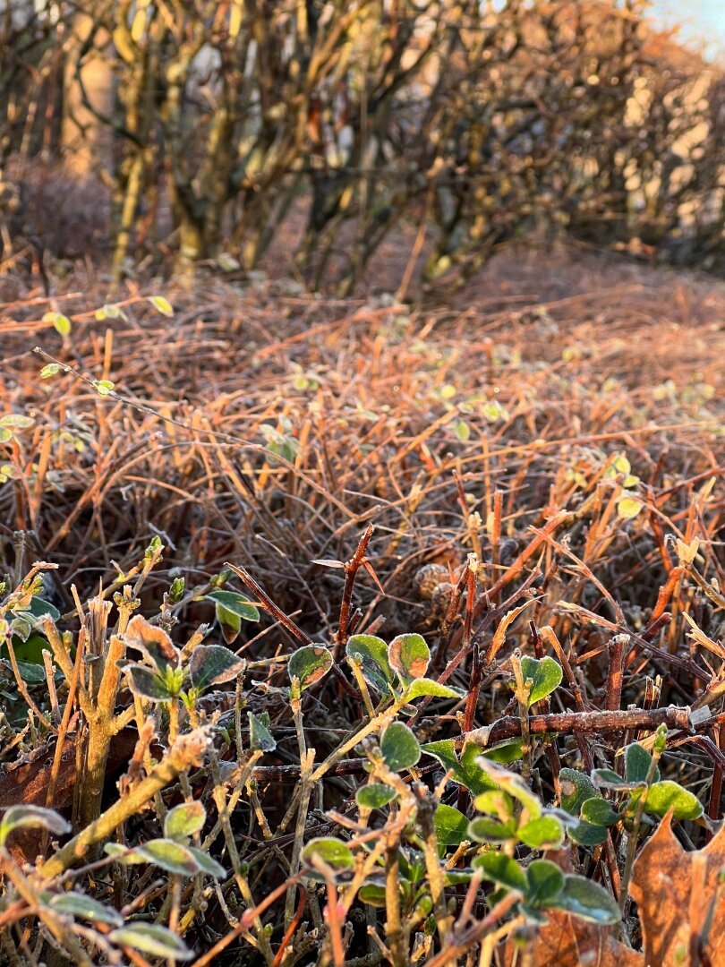 A close up of the top of a bush which has barely any leaves yet. The sun nicely illuminates it and shows off some of the frost it’s covered with.