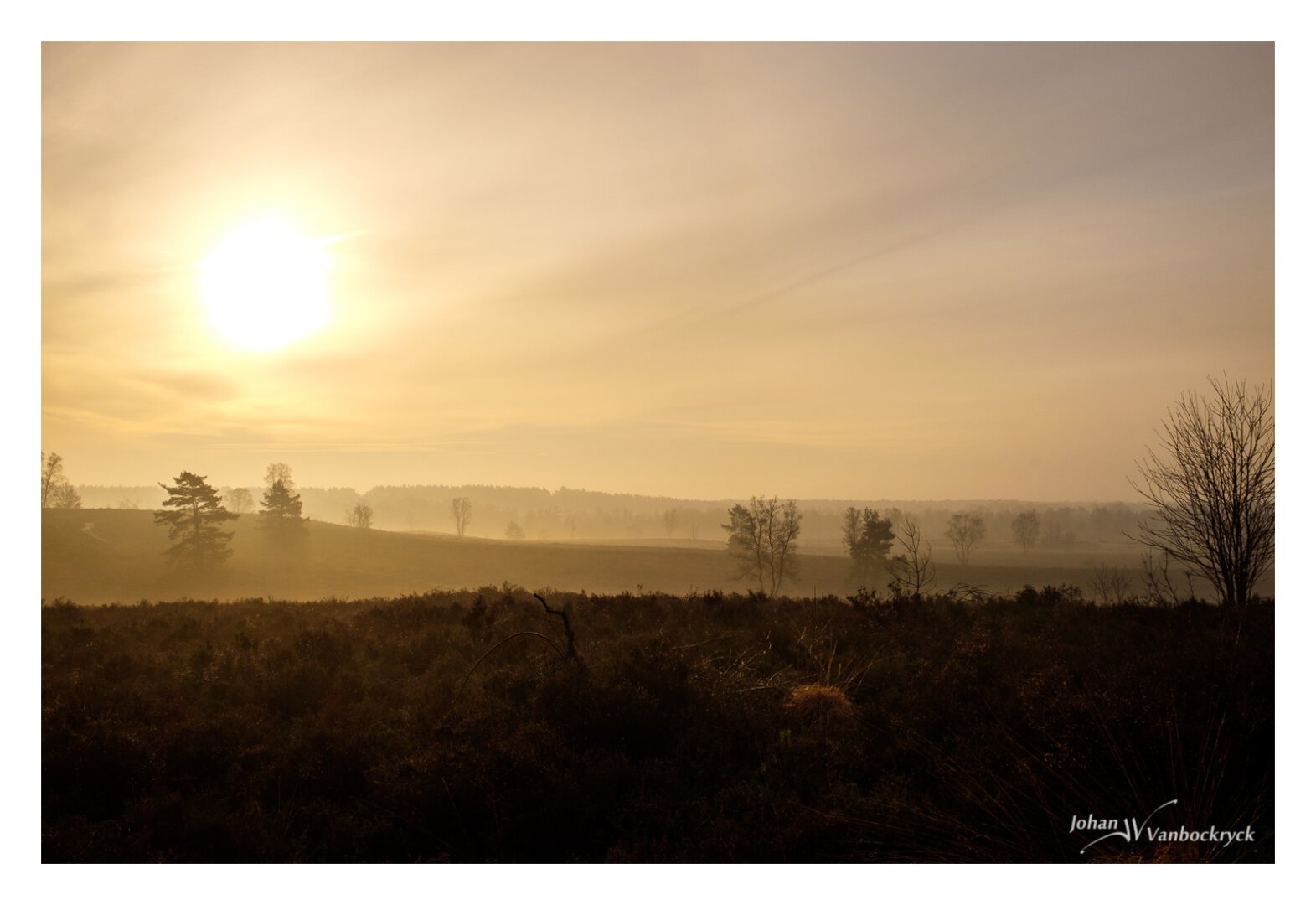 A sunrise in a hazy yellow sky above a layered heather landscape with the silhouettes of a couple of trees, and a larger forest in the background.