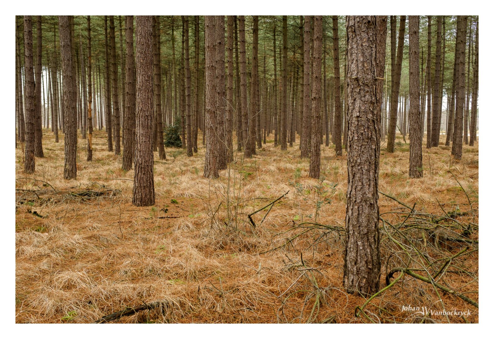 The trunks of pine trees in a forest, with the ground covered by needles, branches and strands of yellowed high grass