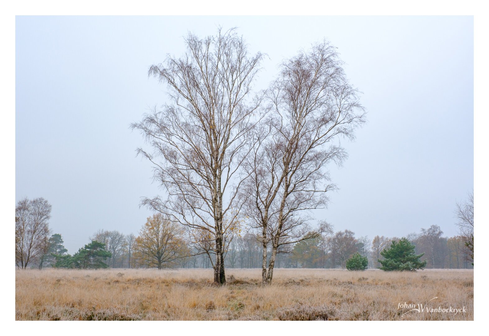 Two leafless birch trees close two each other in a frozen landscape under a cloudy sky.