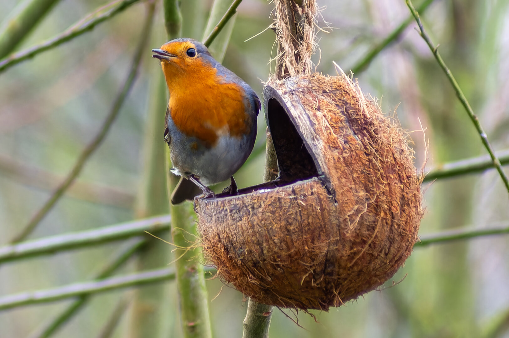 A coconut with a section cut out so that it looks like Pacman appears to be eating a robin,