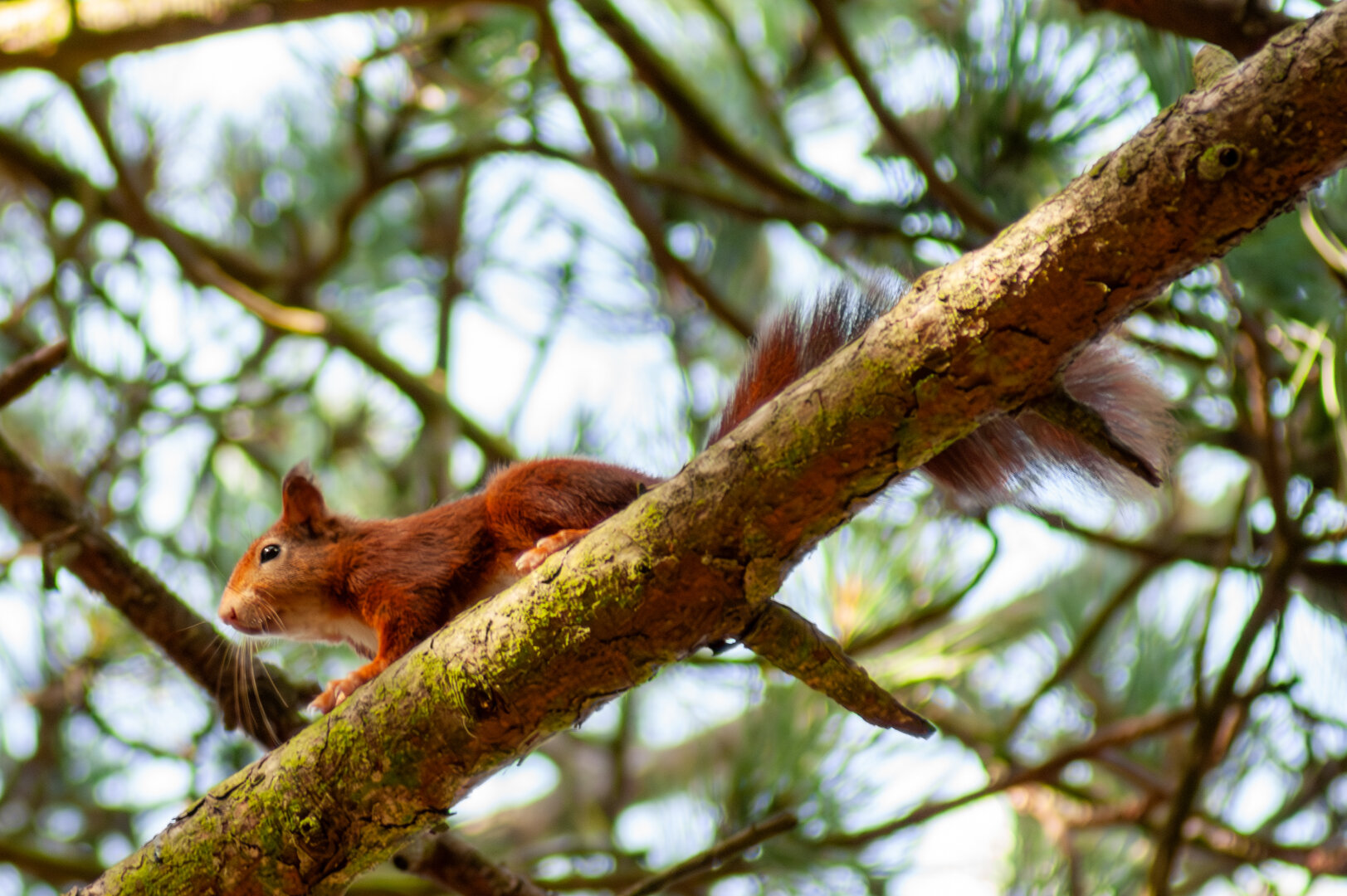 Red squirrel standing on a branch of a tree