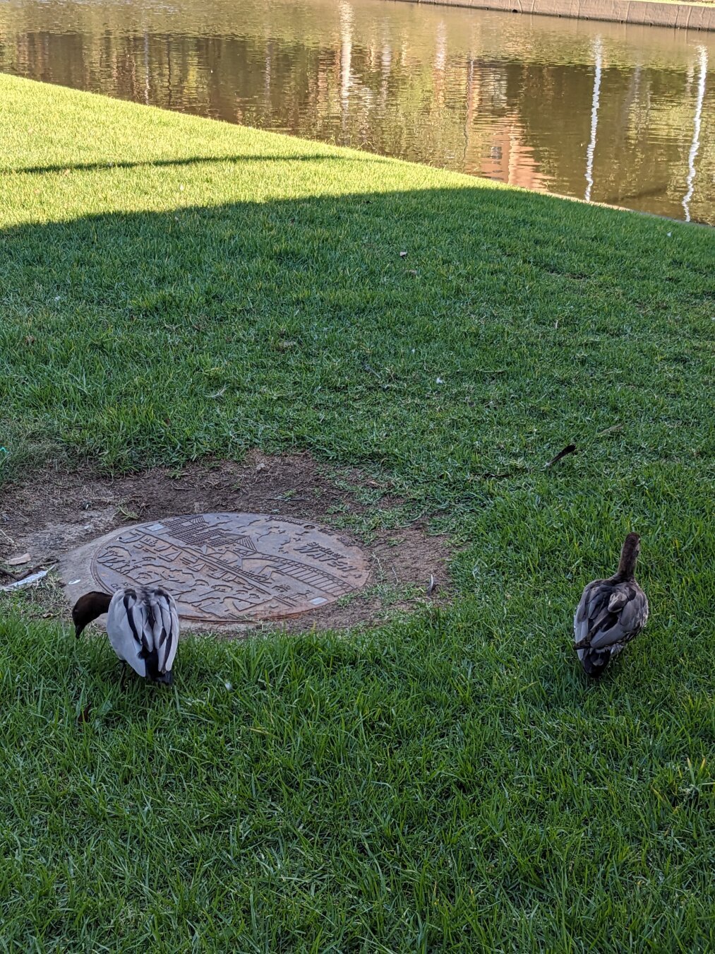 More duckd