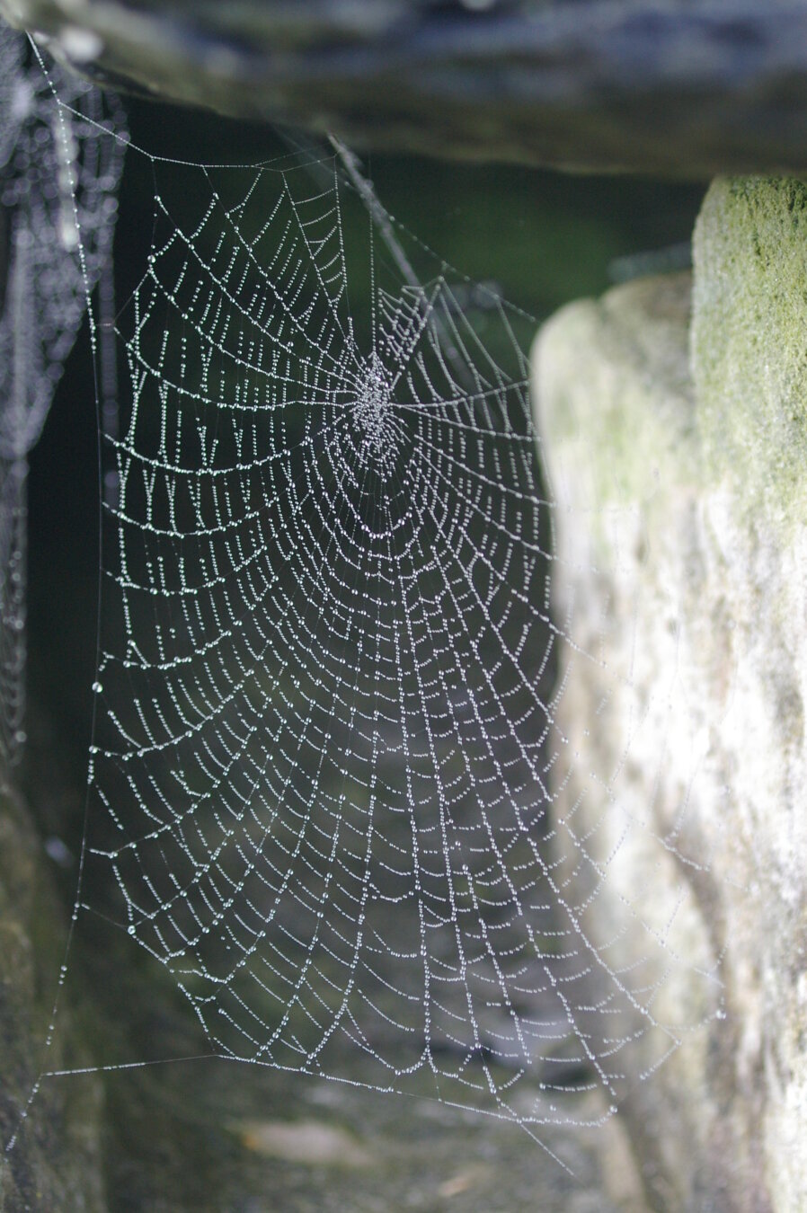 Teranyina amarada de rosada matinal entre les pedres de les ruïnes de St Andrews a Escòcia