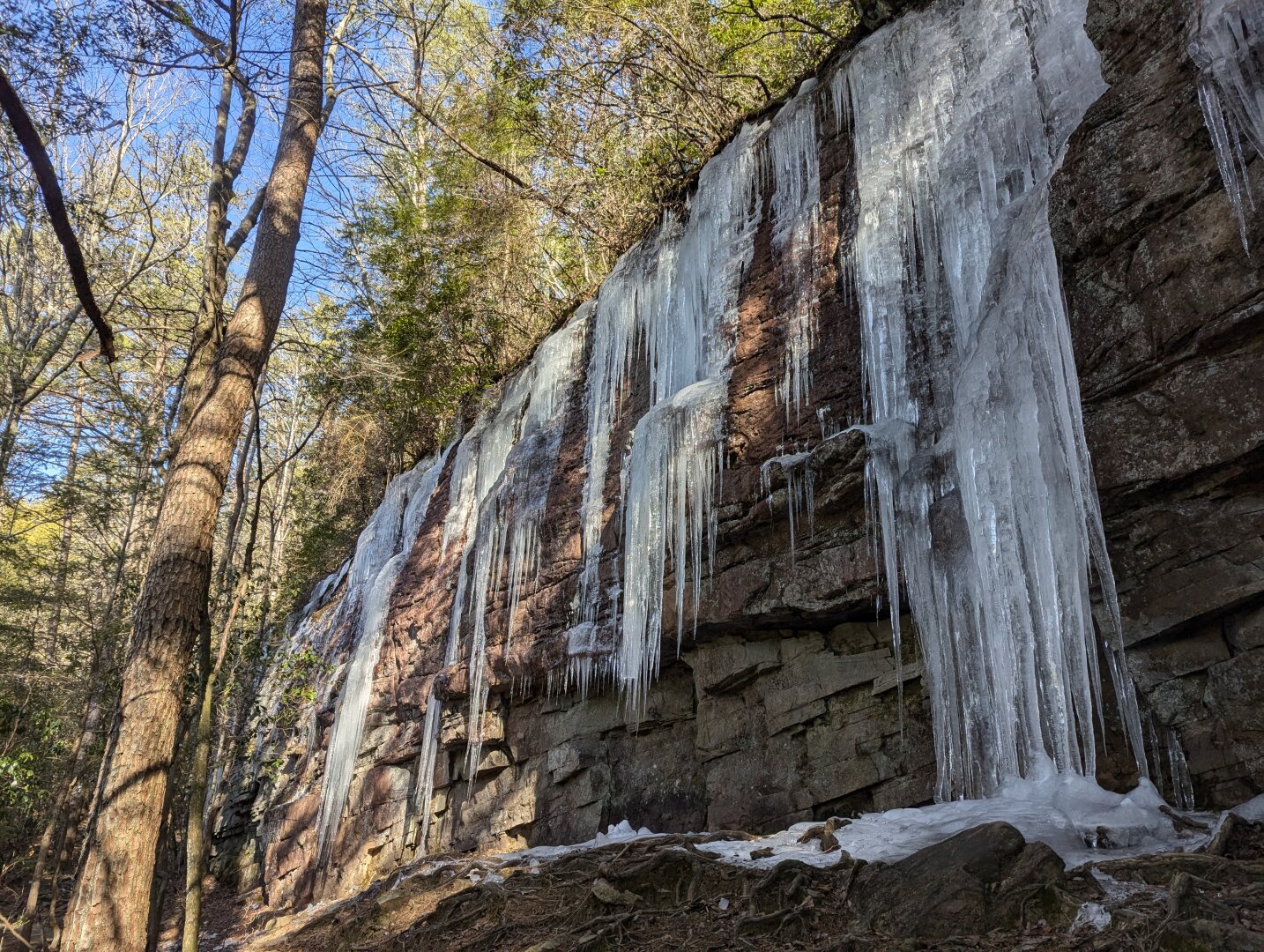 a bluff with huge icicles hanging off the sides. They are probably 20-30 feet ling. Blue sky is visible through the trees.