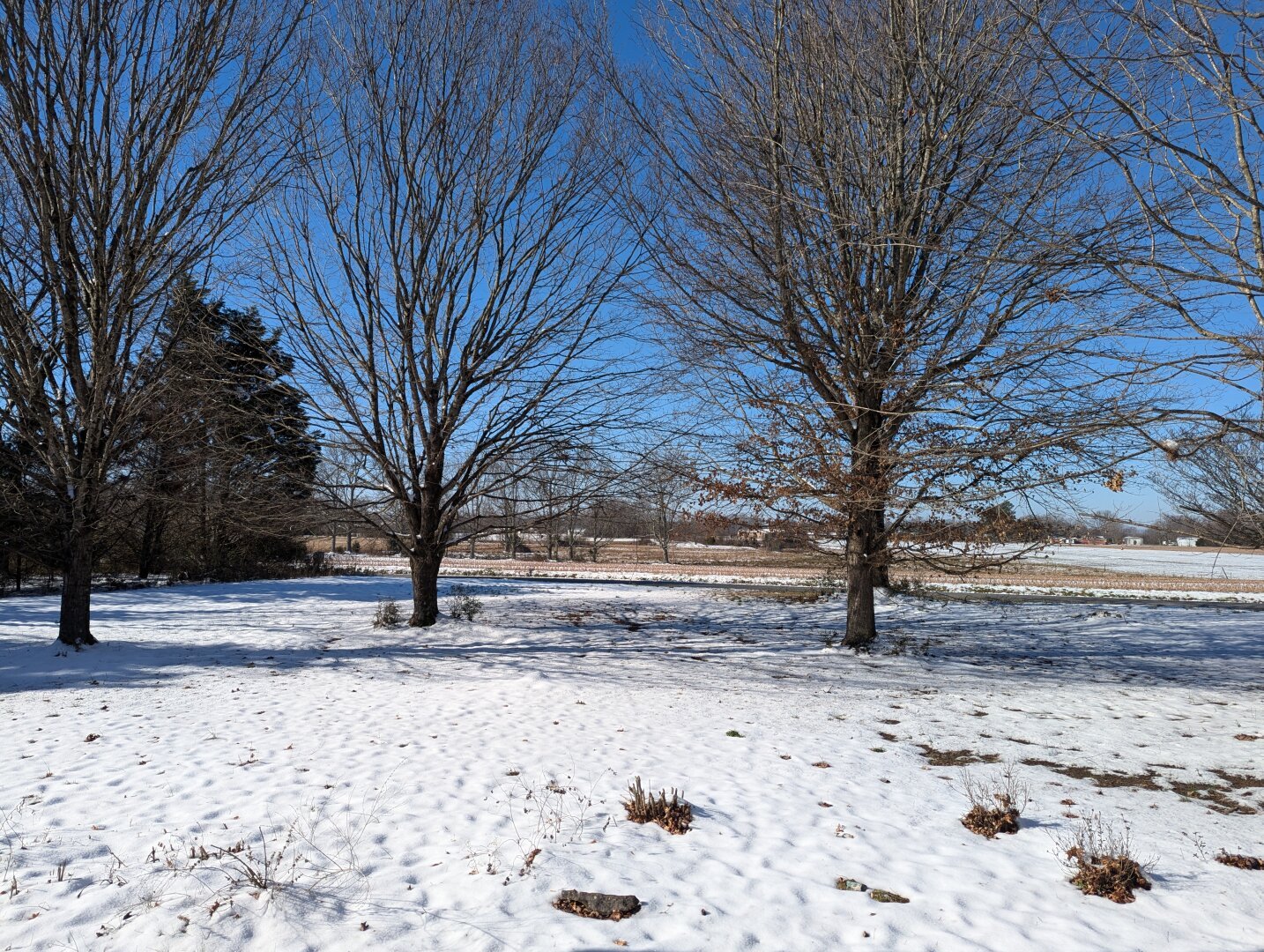 a view of a flat yard covered in snow. there are several bare trees. the sjy is vivid blue.