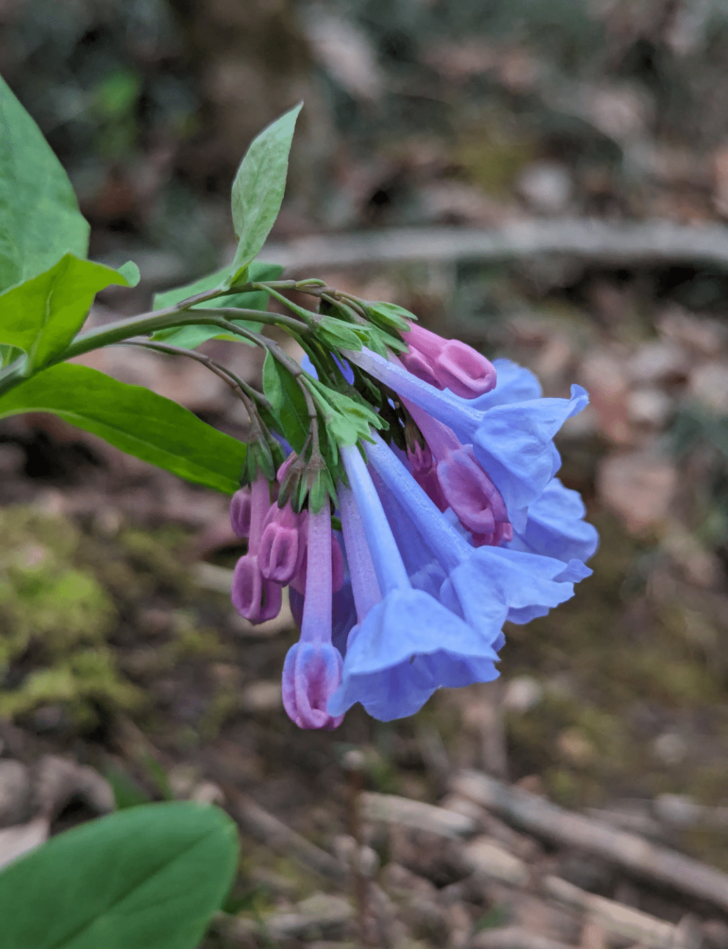 Blue trumpet shaped flowers folded down towards the ground